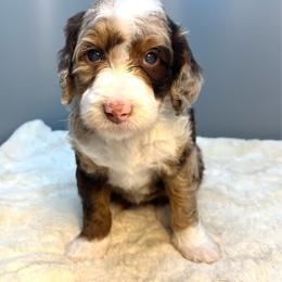 Chi Cha - Chocolate merle female Bernedoodle puppy in New Ringgold, Pennsylvania from Hawk Mountain Doodles