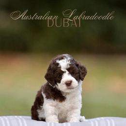 Dubai - Brown and white male Bernedoodle puppy in Denham Springs, Louisiana from GimiPup Doodles