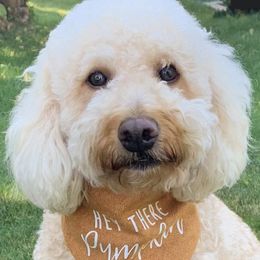 Goldendoodles from Heart of Steele Mini Goldendoodles
