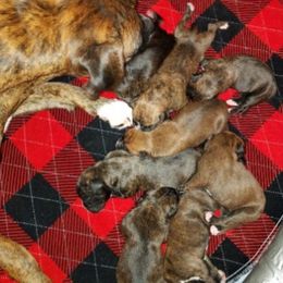 Boxer Puppies from Winchester Boxers