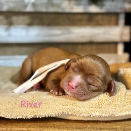 River - Ruby female Cavalier King Charles Spaniel puppy in El Campo, Texas from Longhorn Cavaliers