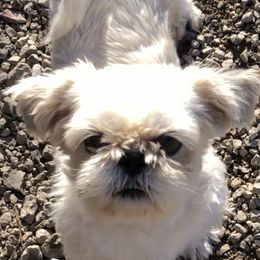 Janney - Shih Tzu