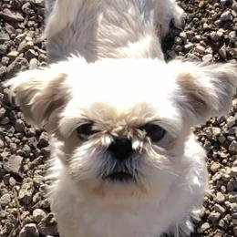 Janney - Shih Tzu