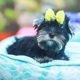 Yellow Bow Girl - Black and tan female Yorkshire Terrier puppy in Stanton, California from Essence of Grace Yorkies