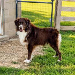 King - Australian Shepherd