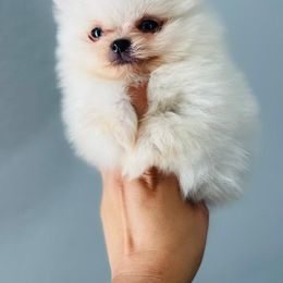 Pomeranian Puppies from Dory Poms Zuñiga