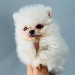 Pomeranian Puppies from Dory Poms Zuñiga