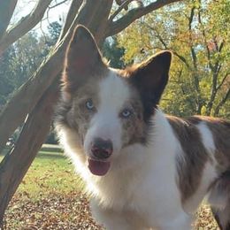 Jasper - Border Collie