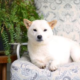 Moon - Shiba Inu