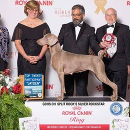 Jayden - Weimaraner