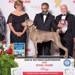 Jayden - Weimaraner