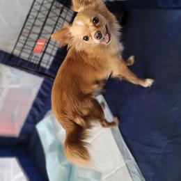 Hannah - Chihuahua