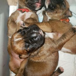 Boxer Puppies from SmashBox Kennel