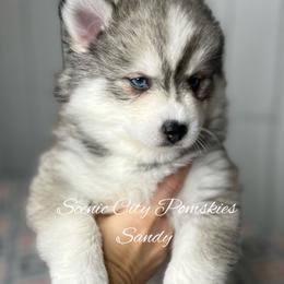 Sandy - Silver and white female Pomsky puppy in Rossville, Georgia from Scenic City Pomskies