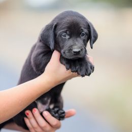 Blue Boy - Black male Labrador Retriever puppy in Pasco, Washington from Mid-Columbia Labradors