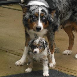 Aussiedoodle and Miniature American Shepherd Puppies from Lori Davis