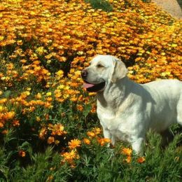 Labrador Retrievers from Japatul Labradors