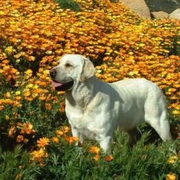 Labrador Retrievers from Japatul Labradors