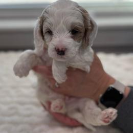 Link - Parti male Goldendoodle puppy in Mona, Utah from Hearts Full of Puppies