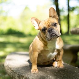 Ember - French Bulldog