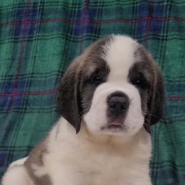 Violet - Mahogany and white female Saint Bernard puppy in Brandon, South Dakota from Split Rock Saints
