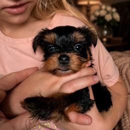 Bean - Black and gold female Yorkshire Terrier puppy in Wileyville, West Virginia from Hunting Hills Petit Luxe Babydolls