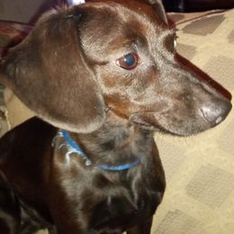 Dachshund Puppies from Elzy Family