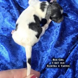 AKC - Red Girl - White black and tan female Papillon puppy in Cadiz, Kentucky from Tiny Treasures Papillons