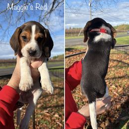 Maggies Red Collar - Black red and white male Beagle puppy in Brownsville, Oregon from Beagles on the Run
