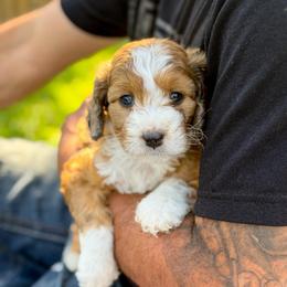 Petunia - female Australian Mountain Doodle puppy in Pittsburgh, Pennsylvania from WestPenn Doodles LLC