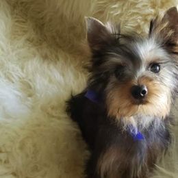 Poodles and Yorkshire Terriers from Charlotte Shafer Poodles & Yorkies