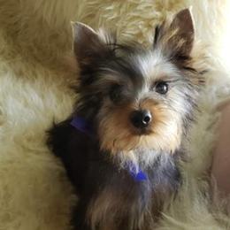 Poodles and Yorkshire Terriers from Charlotte Shafer Poodles & Yorkies