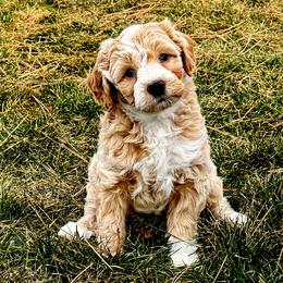 Creamy - Cream female Goldendoodle puppy in Bountiful, Utah from Red Brick Doodles