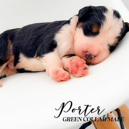 Porter - Tri-color male Bernedoodle puppy in Tipton, Indiana from Country Creek Doodles