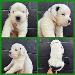 Green - Mahogany and white female Saint Bernard puppy in Ladysmith, Wisconsin from Northwoods Saint Bernards