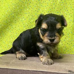 Girl 2 - Black & tan tri-color female Morkie puppy in Monticello, Iowa from Ashley’s Puppies