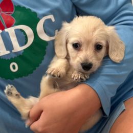 George - Cream male Dachshund puppy in Richmond, Virginia from Irresistible Dachshunds