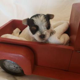 Chunky monkey - Parti Yorkshire Terrier puppy in Corryton, Tennessee from Tindalls House Mtn Yorkies