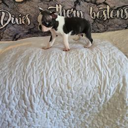 Meet millo beautiful  black and white  male  boston terrier  just  so handsome  both parents  live  with  me  and  are akc registered  and  four  pannel  clear  through  animal genetics - Black brindle and white male Boston Terrier puppy in Walhalla, South Carolina from Dixies  southern  bostons