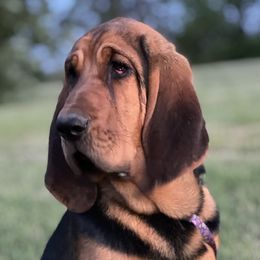 Hodge - Bloodhound
