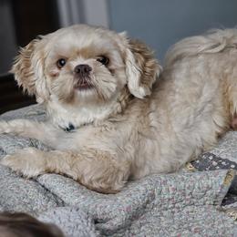Shih Tzu puppies from NC Shih Tzus by Tammy