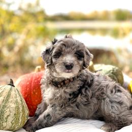Pecan - Brown Boy - Blue merle male Bernedoodle puppy in Highland, Utah from Angel Pups Deluxe