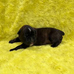 Boy 5 - Brindle male Boxer puppy in Marion, Montana from Serendipity's European Boxers