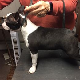 Boston Terrier Puppies from Deb's Bouncing Bostons