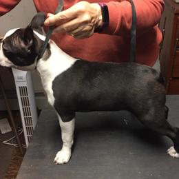 Boston Terrier Puppies from Deb's Bouncing Bostons