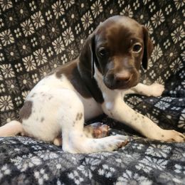 4 - Grace - Liver and white female German Shorthaired Pointer puppy in Meriden, Kansas from Hull's GSPs