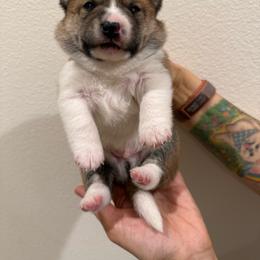 White Chocolate - Red male Shiba Inu puppy in Wildomar, California from Almond & Sesame