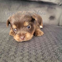 Yorkshire Terrier Puppies from Copper State Yorkies