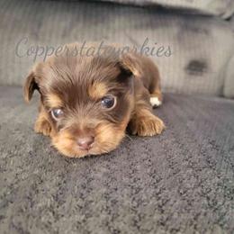 Yorkshire Terrier Puppies from Copper State Yorkies