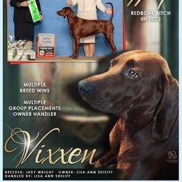 Redbone Coonhound puppies from Reedy Creek Redbones